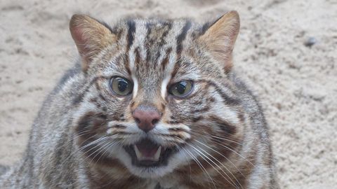 LOOMARIIK ⟩ Kevad saabub koos rohkete sünnipäevadega