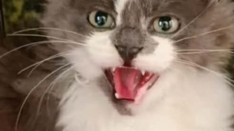 «Nii pisike ja nii kuri…» Vaata, kuidas laudast leitud metsik kassipoeg õpib inimesega sõbraks saama