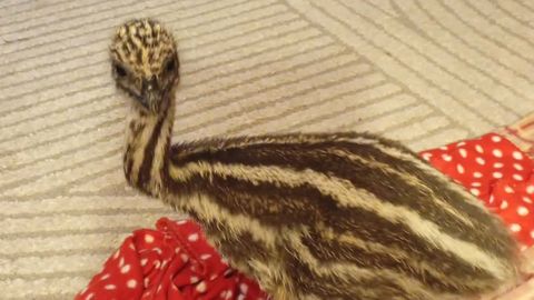 Tuhandete vaatajate lemmik: vaata, kuidas noor emu Emmi Põlvamaa talus jooksmist harjutab