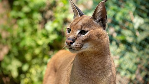 ŠOKEERIV LEID ⟩ Üliharuldase looma tapjad jäid vahele tänu sotsiaalmeedias levima hakanud videole