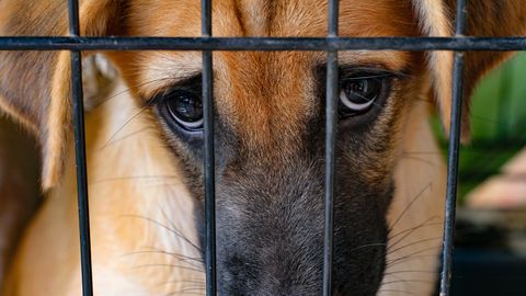 KODUMAINE HÄBIPOST ⟩ Loomapiinajaid avalikustava veebilehe looja: «Postkast on täis videoid, mida ma avaldada ei tohi»