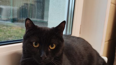 KODUOTSIJA ⟩ Uudishimulik kassipoiss Dallas otsib kodu