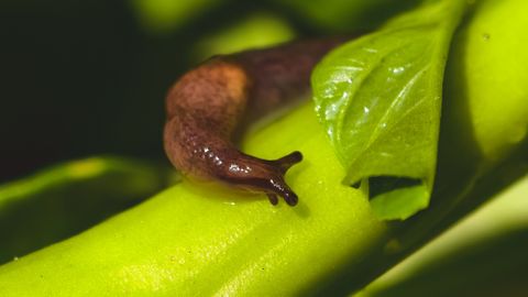 TEGUTSE KOHE ⟩ Just nii peatad teetigude leviku juba kevadel