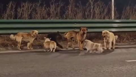 VAATA VIDEOT ⟩ Lihuniku surmaautost põgenenud 7 koera läbisid uskumatu teekonna tagasi koju