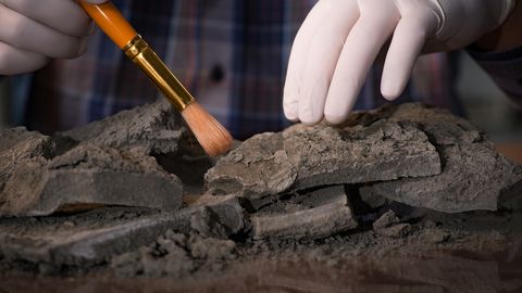 Mees komistas laudas ainulaadse pronksiaegse aarde otsa