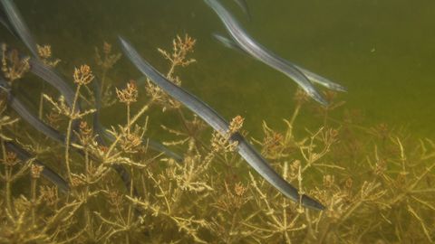 Kalurid võivad tuua Eesti siseveekogudesse 1,3 miljonit klaasangerjat