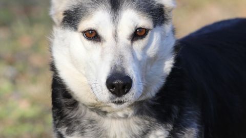 Kaks koera rändasid üle piiri Venemaalt Eestisse ja otsivad nüüd uut kodu