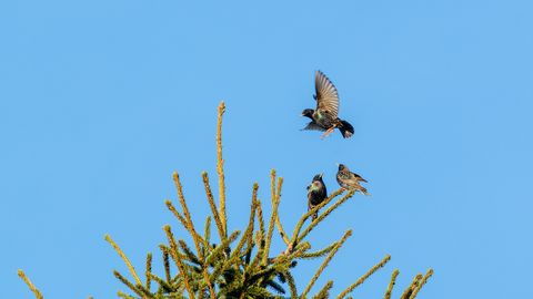 LOODUSVAATLUS ⟩ Kuldnokad annavad julgelt kontserte, sinililled piiluvad ujedalt