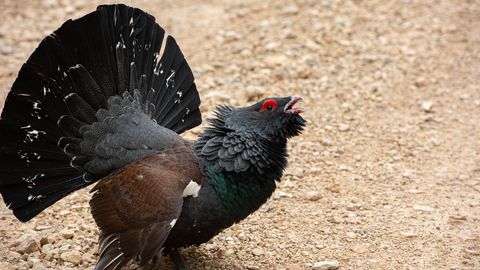 VIDEO ⟩ Tartumaal hakkas julge metsis liiklust reguleerima