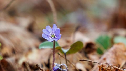 ILM ⟩ Sündimas on uus soojarekord