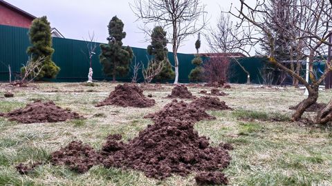 AEDNIKUD HOIATAVAD: tänavu on mutte tavapärasest rohkem