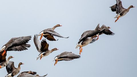 Hanejaht tekitab viljakasvatajate seas ebavõrdsust