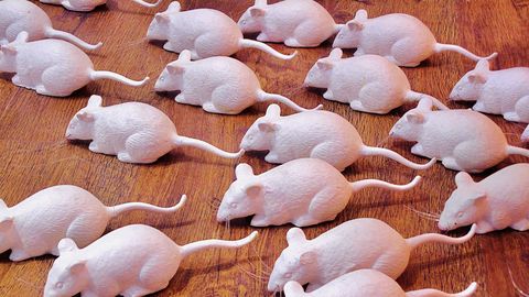 Imetajate kloonimine osutust täielikuks ummiksteeks – mis siis edasi