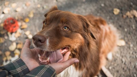 SUUR UURING ⟩ Ravim, mis võib aidata sinu armsal koeral kauem elada