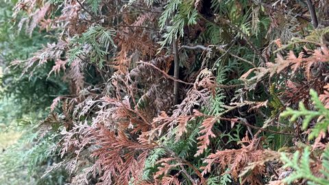 NÄDALA AED ⟩ Okaspuude kevadine turgutamine