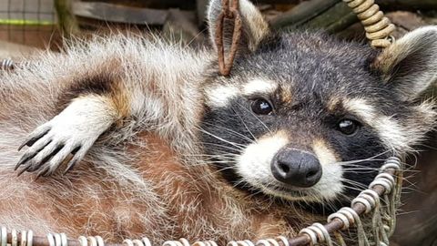 VALUS KAOTUS ⟩ Pajuvärava talu jättis hüvasti Eesti kuulsaima pesukaruga