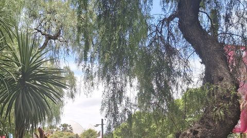 NÄDALA REIS ⟩ Päikesepõlgurina Sydneys