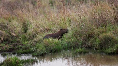 Termokaamerad, droonid ja koerad: britid ei suuda loomaaiast põgenenud kapibaarat kuidagi tabada