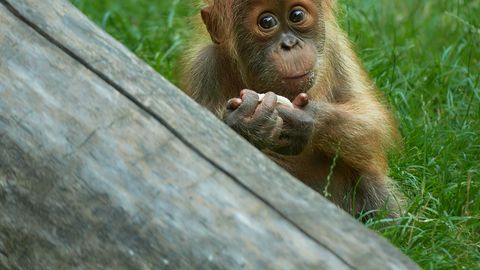 NUNNUMEETER PÕHJA ⟩ Loomaaias viibinud naine leidis endale klaasi tagant ootamatu austaja