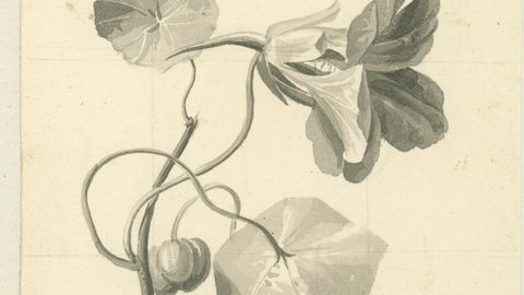 Lillepildid poeetilises aias