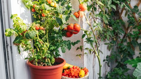 Tomatite kasvatamine potis: 5 nippi, mis tagavad hea saagi!