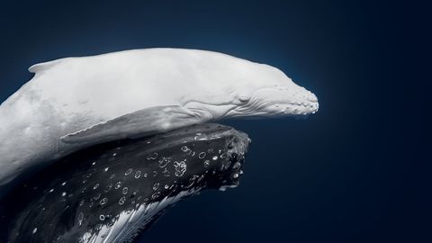 ELU HETK ⟩ Austraalia fotograaf kohtus legendaarse valge vaalaga