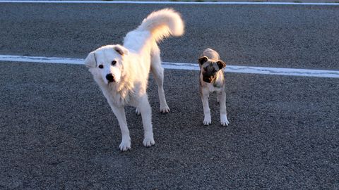 SUUR PETTUS ⟩ Populaarne video seitsmest koerast, kes põgenesid ühiselt surmasuust, osutus võltsinguks