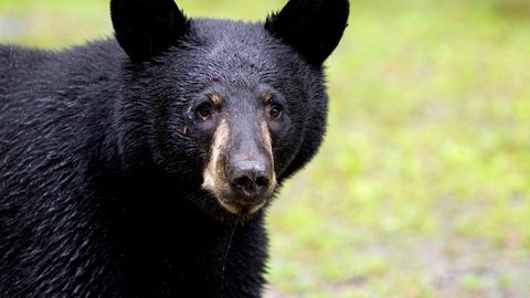 HARULDANE VIDEO ⟩ Rajakaamera ette jäänud karu tegevus pani teadlased imestusest õhku ahmima