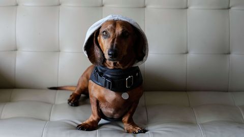 Kui lemmikloomasõbralik on Eesti üürikinnisvaraturg?