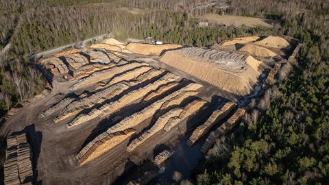 Euroraport: Euroopa riikidest on Eestis kõige hullemalt metsa üle raiutud