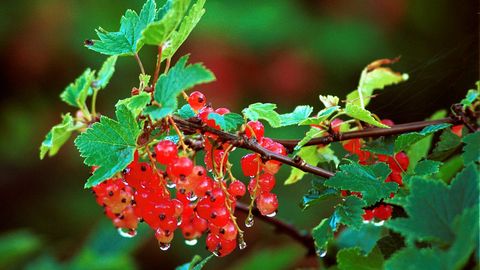 VAADE ⟩ Toidujulgeolek vajab nii põldu kui aeda