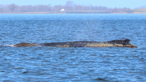Läänemerre eksinud küürvaala saatus ripub juuksekarva otsas: loom on taas madalikul kinni