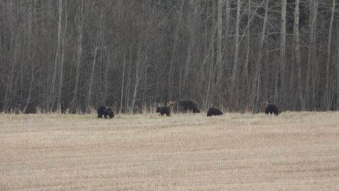 FOTOD JA VIDEO ⟩ Laine Randjärv nägi Viljandimaal haruldast vaatepilti: taluõuele tuli korraga viis karu