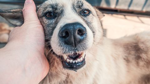 Perekond sai oma 11 aastat tagasi varastatud koera kohta uskumatu teate: «Arvasin, et see on nali»