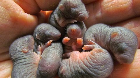 Turovski: «Mutid vajavad pesitsusrahu nagu linnud või kõik teisedki loomad.»