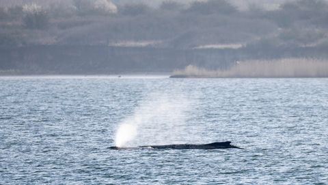Läänemerre eksinud küürvaal kadus öösel silmapiirilt, päästjad alustasid otsinguid