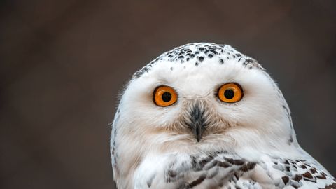 Harry Potteri öökull saab ülemaailmse kaitse