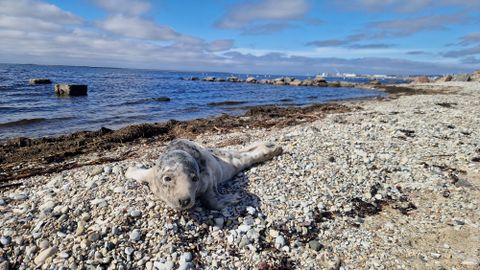 FOTOD ⟩ Armas päästeaktsioon Paldiski sadamas: hülgepoeg sai tänu lootsidele uue võimaluse
