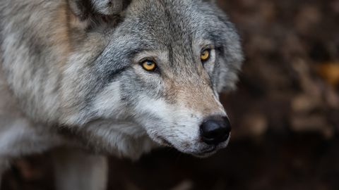 USA loomaaias jäi 18-kuune laps hundi hammaste vahele