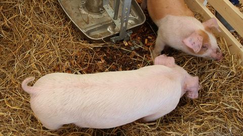 Maamessil saab osaleda ruigamisvõistlusel