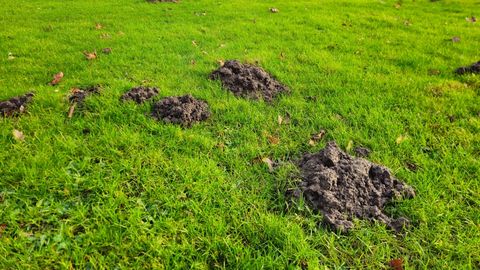 TÕELINE NUHTLUS ⟩ «Mu aias pole enam ühtegi lille»: see tegelane tõmbab sinu aiailule ja -saadustele kriipsu peale