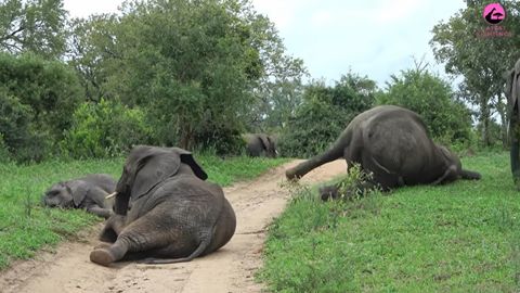 VIDEO ⟩ Nagu hiline kojuminek peolt: elevandid tuigerdasid savannis ja tekitasid hulgaliselt küsimusi