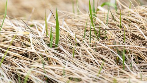 LOODUSVAATLUS ⟩ Rohelus tärkab, kuid januneb vihma järele