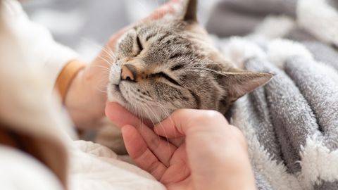 HÄMMASTAV VIDEO ⟩ Perenaine kohtub taas oma kassiga, kes oli 12 aastat kadunud