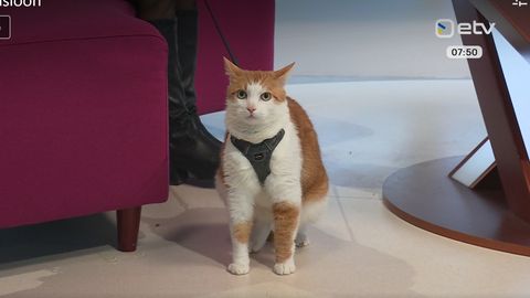 Varjupaik jagas «Terevisioonis» kuulsust kogunud kassi kohta rõõmsat uudist