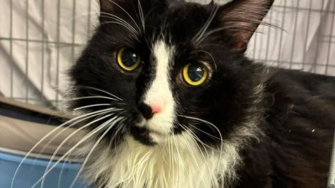 USKUMATU ⟩ Kass visati pealtnägijate silme all 3. korruselt alla, kuid jäi ellu