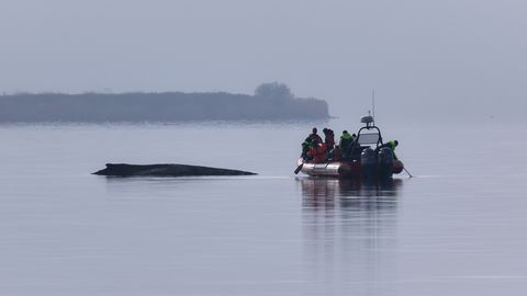 PÄÄSTEPINGUTUSED LÕPETATI ⟩ Saksamaa laseb Läänemerre uuesti kinni jäänud küürvaalal surra