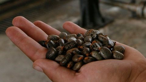 Itaalias ema ja tütre tapnud jõuluaegne toidumürgitus osutus õõvastavaks mõrvaks