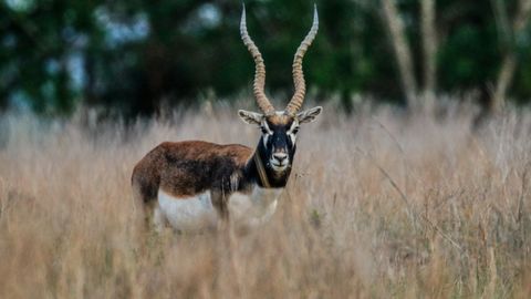 ÕUDNE ⟩ Inimene tappis loomaaias looma