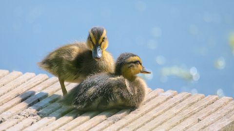 OOTAMATU SIDE ⟩ Hüljatud pardipojad leidsid omale «uue emme», kes pole sugugi lind